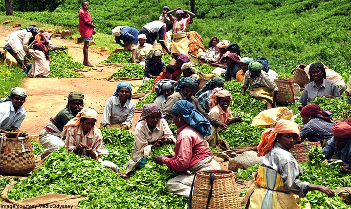 Spice Plantations